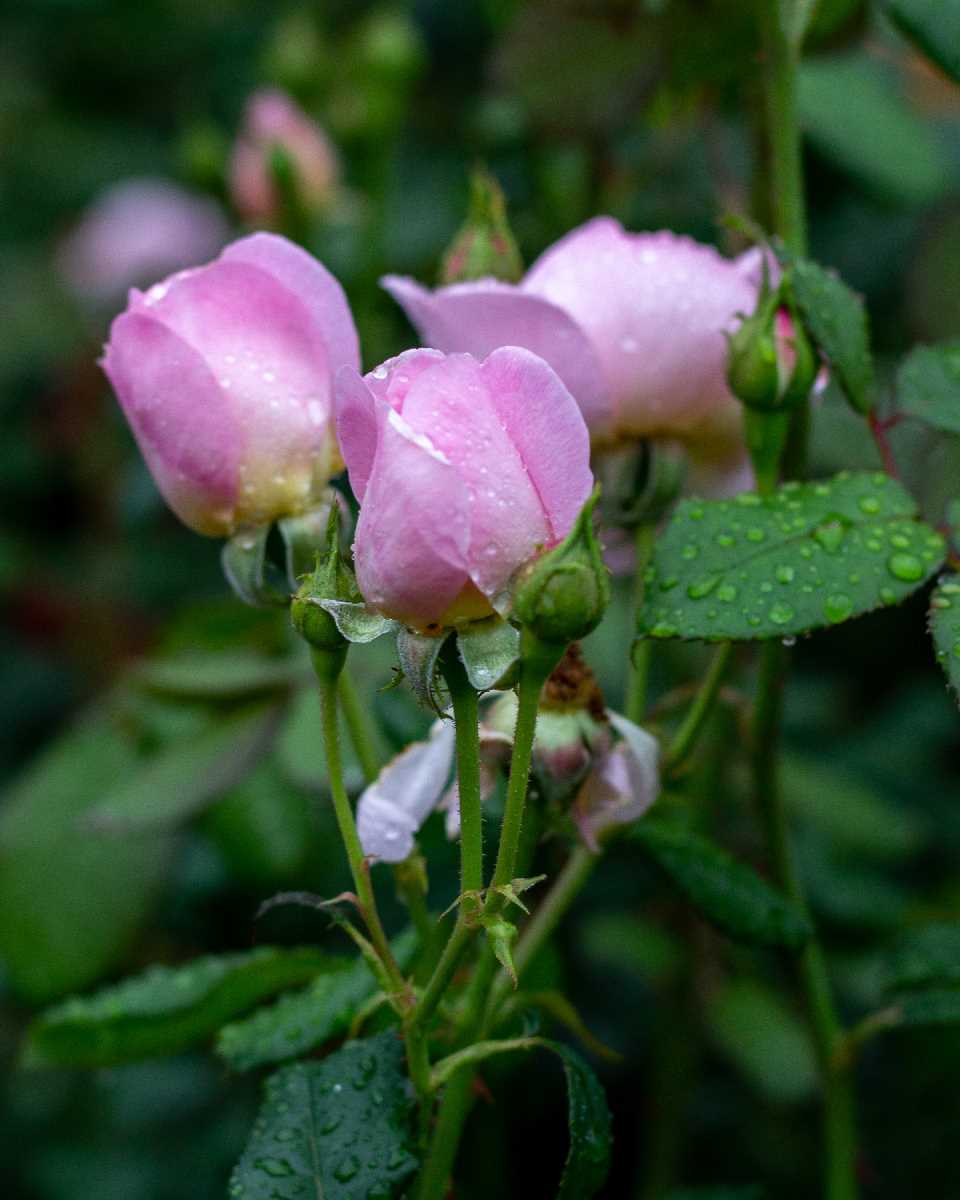 Rosebuds in the rain. Botanical Gardens.
